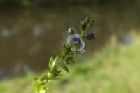 Veronica serpyllifolia