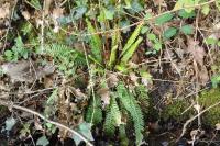 Struthiopteris spicant