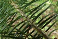 Abies grandis