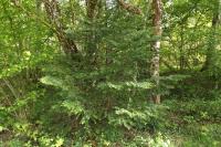 Abies grandis