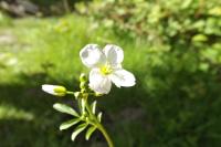 Cardamine pratensis