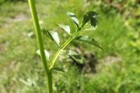 Cardamine pratensis