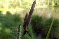 Carex acutiformis