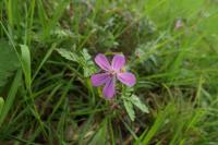 Geranium robertianum