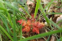 Geranium robertianum