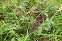Geranium robertianum