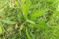 Plantago lanceolata