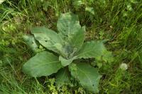 Scrophularia nodosa