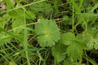Geranium molle