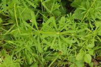 Galium aparine