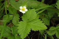 Fragaria vesca