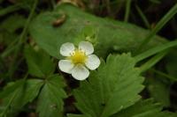 Fragaria vesca