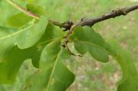 Quercus robur