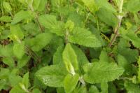 Teucrium scorodonia