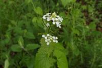 Alliaria petiolata