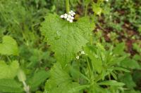 Alliaria petiolata