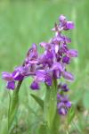 Anacamptis morio