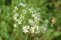 Galium glaucum