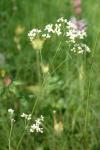 Galium glaucum