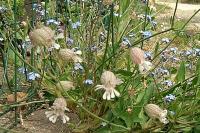 Silene vulgaris