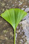 Ginkgo biloba