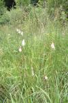 Eriophorum angustifolium