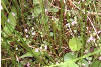 Lysimachia tenella