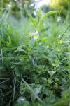 Viola arvensis