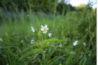 Viola arvensis