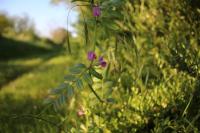 Vicia sativa