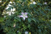 Rosa canina