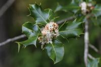 Ilex aquifolium