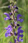 Salvia pratensis
