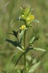 Rhinanthus minor