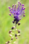 Muscari comosum