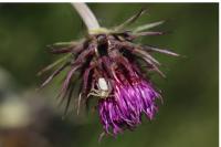 Carduus nutans