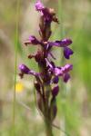 Anacamptis morio