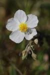 Helianthemum apenninum