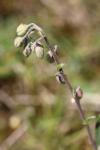 Helianthemum apenninum