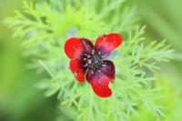Adonis annua