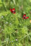 Adonis annua
