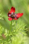 Adonis annua