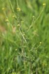 Sisymbrium officinale