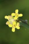 Sisymbrium officinale