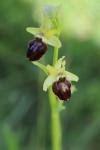 Ophrys aranifera