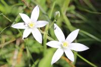 Ornithogalum umbellatum