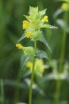Rhinanthus minor