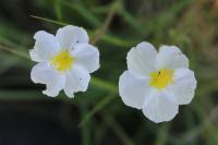 Helianthemum apenninum