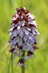 Orchis purpurea