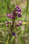 Anacamptis morio